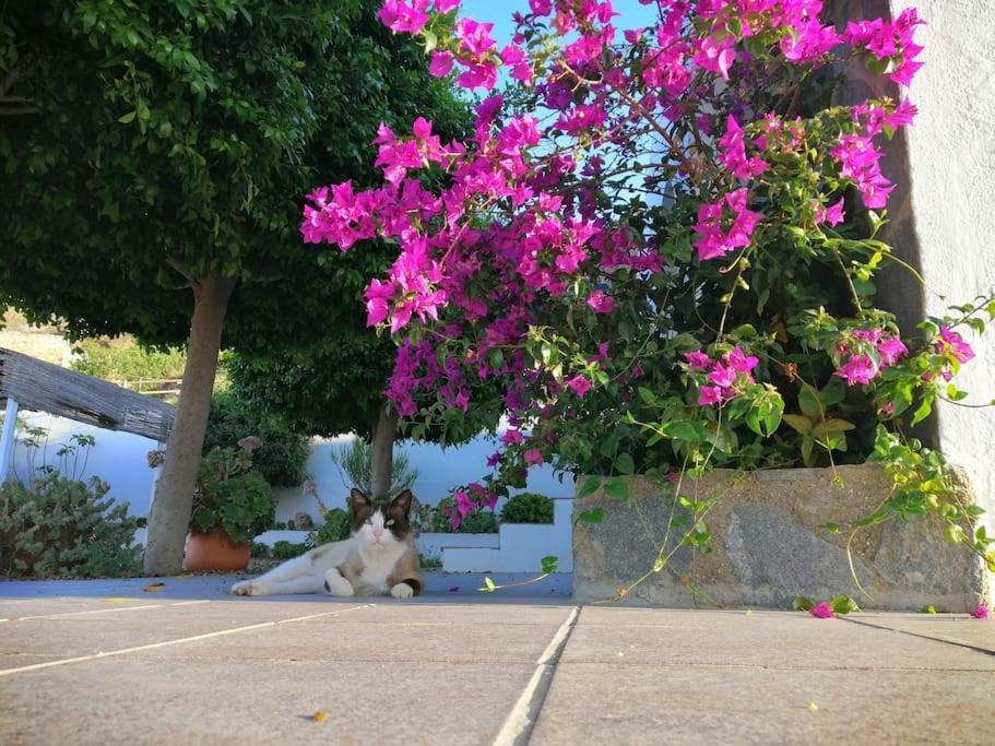 Villa Casa Jardin. Vivienda Rural En Zona Tranquila. à Lucainena de las Torres Extérieur photo