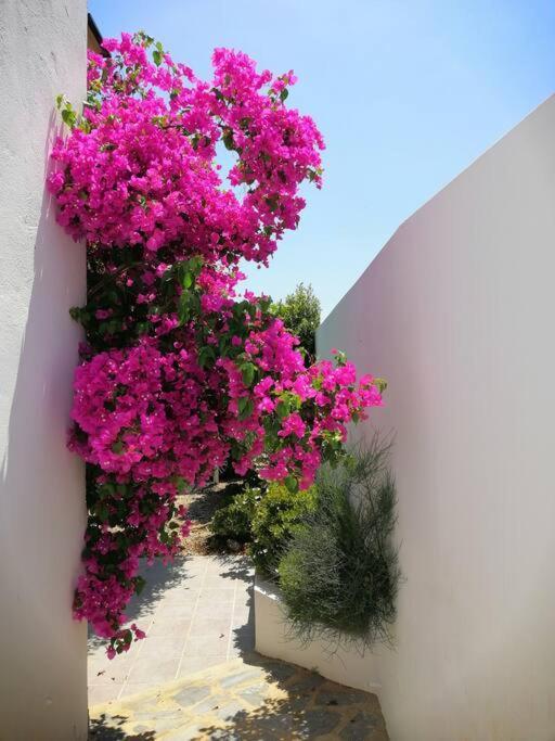 Villa Casa Jardin. Vivienda Rural En Zona Tranquila. à Lucainena de las Torres Extérieur photo