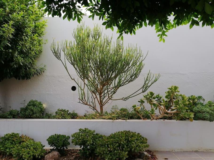 Villa Casa Jardin. Vivienda Rural En Zona Tranquila. à Lucainena de las Torres Extérieur photo